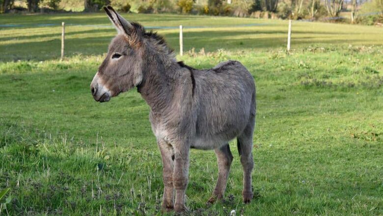 BURROS DE SUDÁFRICA ESTARÍAN SIENDO ENVIADOS POR TRÁFICO ILEGALMENTE A CHINA