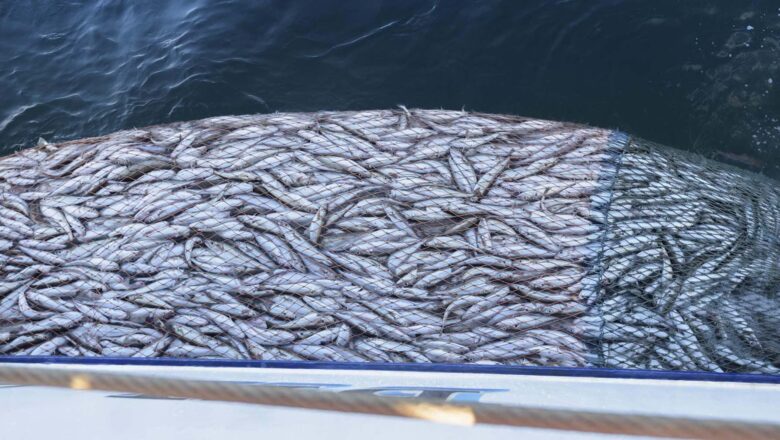 EL FUTURO DE LOS OCÉANOS SE JUGARÁ LA PRÓXIMA SEMANA EN LA ORGANIZACIÓN MUNDIAL DEL COMERCIO