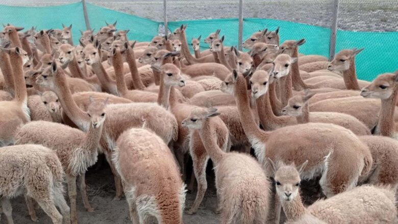 SE ENCUENTRA EN CHALHUANCA VICUÑA CON CARACTERÍSTICAS NUNCA ANTES VISTAS