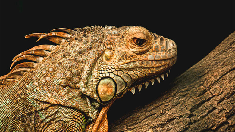 DESCUBREN QUE EL CALENTAMIENTO GLOBAL PROVOCA QUE LOS LAGARTOS NAZCAN ENVEJECIDOS