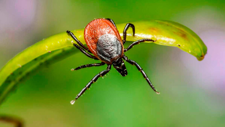 VACUNA EXPERIMENTAL QUE PODRÍA ACABAR CON LA ENFERMEDAD DE LYME ENTRA EN SU TERCERA FASE DE DESARROLLO