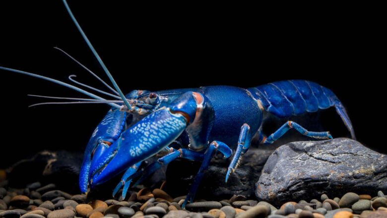 VIDEO: CAPTURAN UNA LANGOSTA AZUL EXTREMADAMENTE RARA