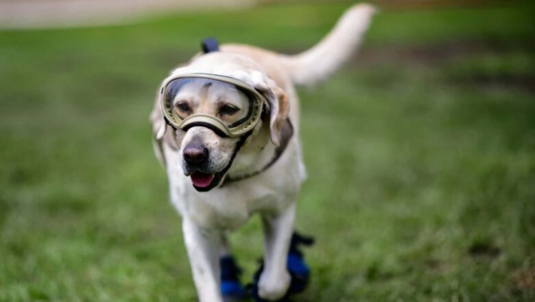 MURIÓ LA PERRITA FRIDA, SÍMBOLO DEL TERREMOTO DE MÉXICO DE 2017, QUE SALVÓ LA VIDA DE 12 PERSONAS