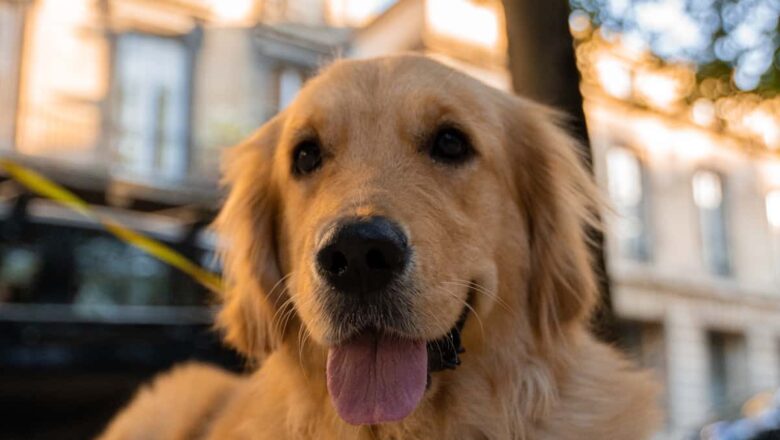 FAMILIA DECIDIÓ CONVERTIR A SU MASCOTA MUERTA EN UN TAPETE PARA “TENERLO POR SIEMPRE”