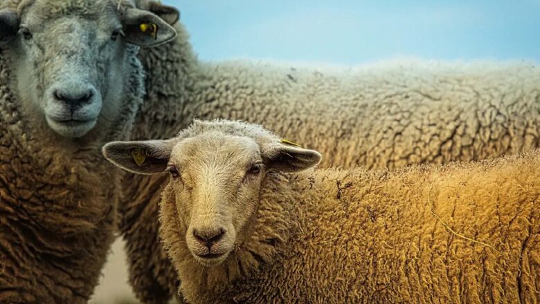 VIDEO: EL CURIOSO CASO DE LAS OVEJAS QUE LLEVAN DÍAS CAMINANDO EN CÍRCULOS