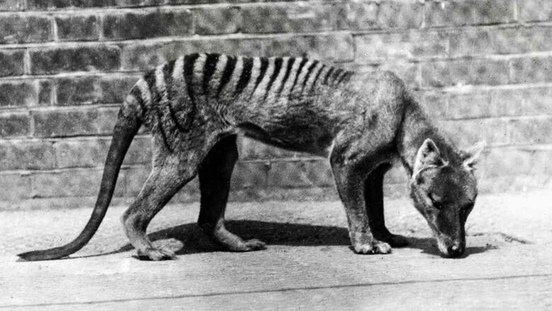 AUSTRALIA: HALLAN LOS RESTOS DEL ÚLTIMO TIGRE DE TASMANIA PERDIDOS HACE MÁS DE 80 AÑOS