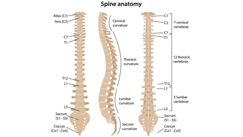 LA CIENCIA ABRE UNA PROMETEDORA VÍA PARA TRATAR LESIONES DE LA COLUMNA VERTEBRAL