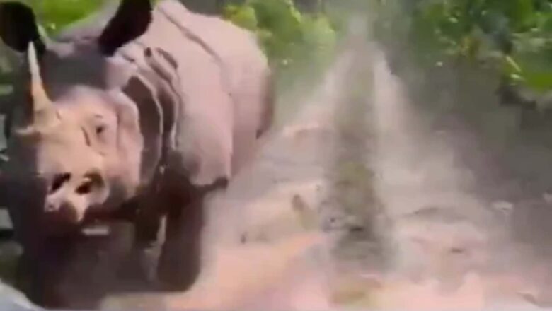 VIDEO: RINOCERONTE PERSIGUE ENFURECIDO A GRUPO DE TURISTAS EN UN PARQUE DE LA INDIA