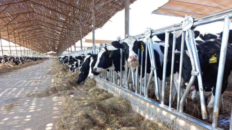IMPORTACIÓN DE MÁS DE 2.000 TONELADAS DE SOYA POR PARTE DE LECHE GLORIA MITIGARÁ CRISIS DE GANADEROS  