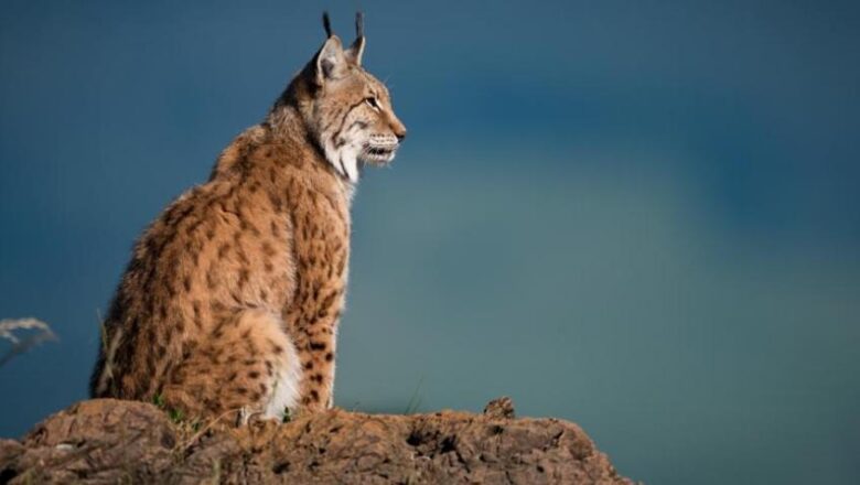 DIEZ ESPECIES SALVADAS DEL PELIGRO DE LA EXTINCIÓN