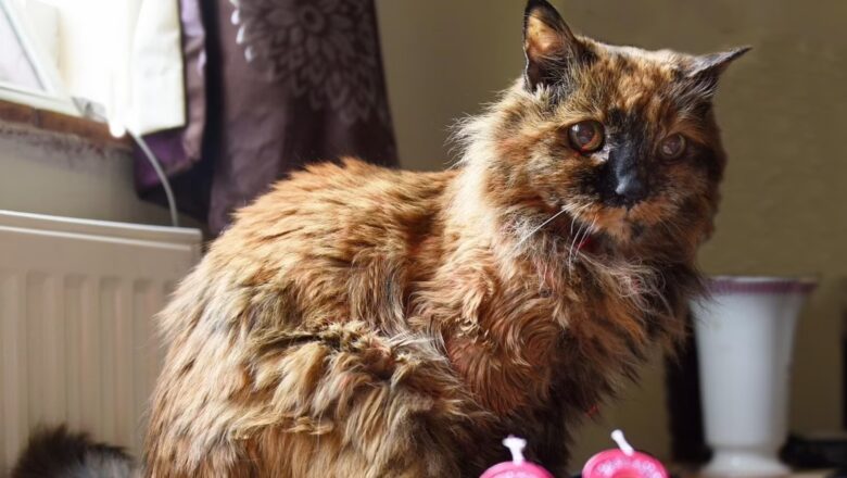 MUERE LA GATA MÁS VIEJA DEL MUNDO A LOS 33 AÑOS
