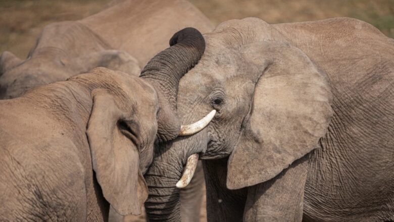 ESTE PAÍS EN ÁFRICA SACRIFICARÁ A 200 ELEFANTES POR ESCASEZ DE ALIMENTOS