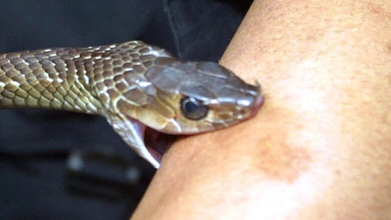 OMS ALERTA POR ESTE ANIMAL QUE CAUSA UNA MUERTE CADA 5 MINUTOS EN TODO EL MUNDO