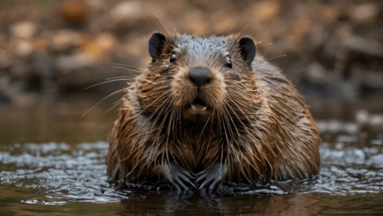 UN ESTADO DE LA UE LES «DECLARA LA GUERRA» A LOS CASTORES