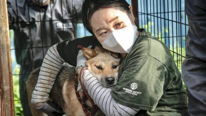 COREA DEL SUR PAGARÁ POR CADA PERRO QUE NO SE SACRIFIQUE PARA CONSUMO