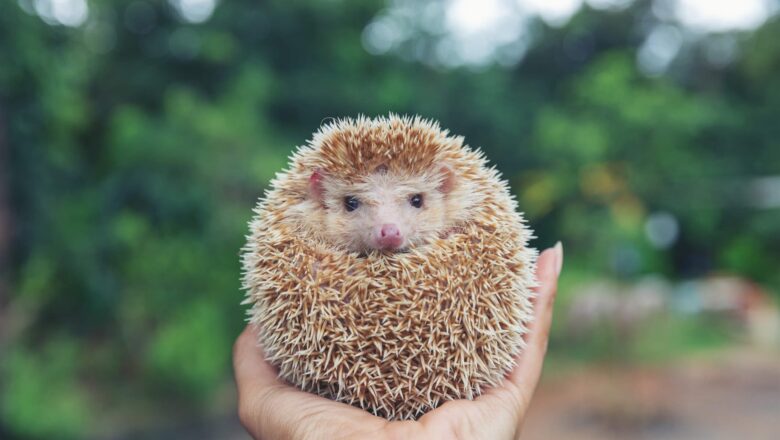 ERIZOS EN PELIGRO: SE SUMAN A LA LISTA ROJA DE ESPECIES «CASI AMENAZADAS»