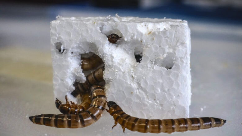 HALLAN EN ÁFRICA UN GUSANO DEVORADOR DE PLÁSTICO