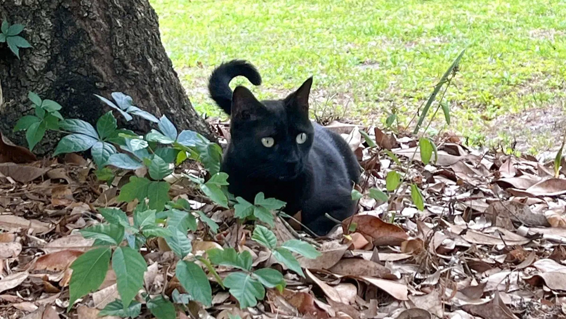 felino Pepper