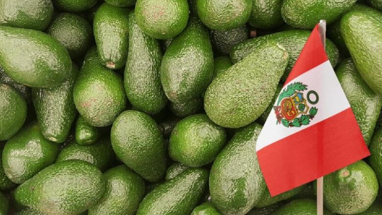 EXPORTACIÓN DE PALTAS AUMENTÓ 16% A JUNIO
