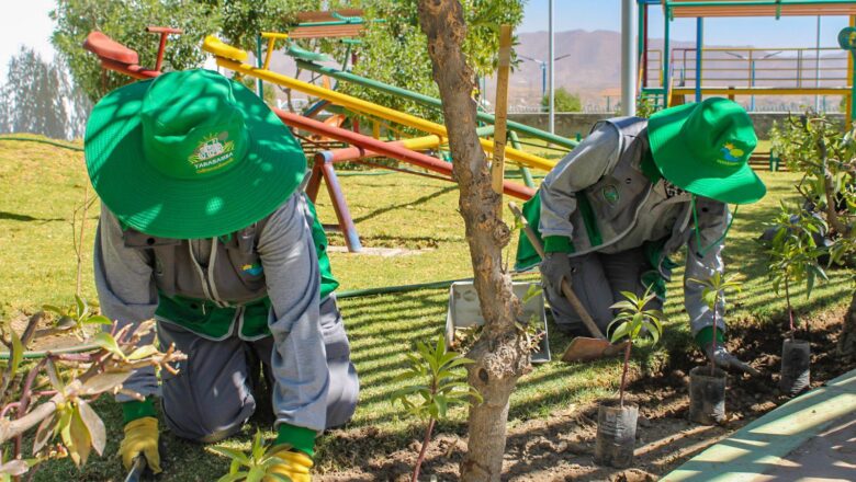 YARABAMBA PLANTA MÁS DE 600 MIOPOROS EN ÁREAS VERDES COMO PARTE DEL PLAN DE REFORESTACIÓN