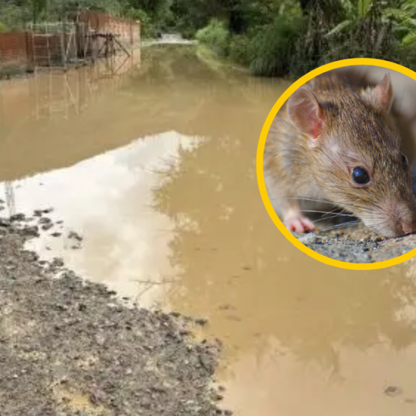 SUBEN A NUEVE LAS MUERTES POR LEPTOSPIROSIS EN PERÚ, DONDE SE REPORTAN MÁS DE 1200 CASOS