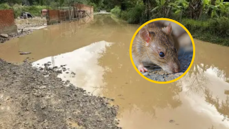 SUBEN A NUEVE LAS MUERTES POR LEPTOSPIROSIS EN PERÚ, DONDE SE REPORTAN MÁS DE 1200 CASOS