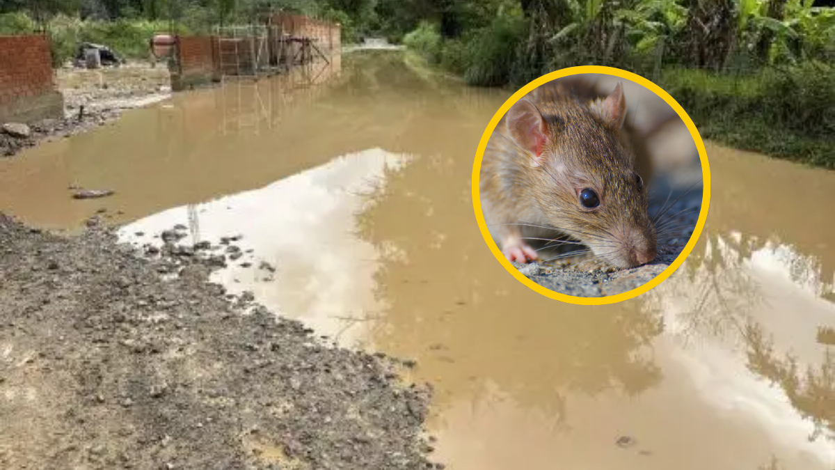 leptospirosis en Perú