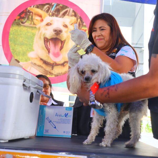 BUSTAMANTE IMPULSA CAMPAÑA GRATUITA DE VACUNACIÓN ANTIRRÁBICA CANINA