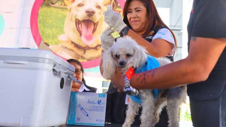 BUSTAMANTE IMPULSA CAMPAÑA GRATUITA DE VACUNACIÓN ANTIRRÁBICA CANINA
