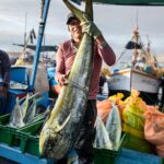 PESCA DEL PERICO SE INICIA EXCEPCIONALMENTE EL 1 DE SEPTIEMBRE