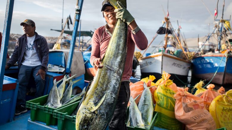 PESCA DEL PERICO SE INICIA EXCEPCIONALMENTE EL 1 DE SEPTIEMBRE