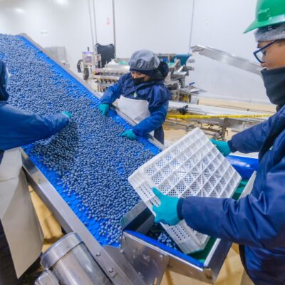 MIDAGRI: GOBIERNO ABRE MERCADO DE EGIPTO PARA EL ARÁNDANO PERUANO