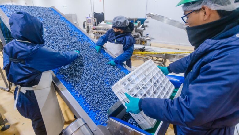 MIDAGRI: GOBIERNO ABRE MERCADO DE EGIPTO PARA EL ARÁNDANO PERUANO