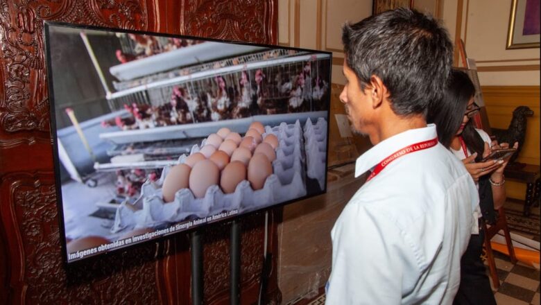 EL DEBATE POR HUEVOS LIBRES DE JAULAS SE REAVIVA EN PERÚ EN MEDIO DE LA CRISIS POR GRIPE AVIAR