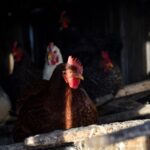 DÍA MUNDIAL DEL HUEVO: PERÚ AVANZA A UN FUTURO SIN JAULAS PARA LAS GALLINAS