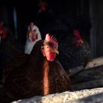 DÍA MUNDIAL DEL HUEVO: PERÚ AVANZA A UN FUTURO SIN JAULAS PARA LAS GALLINAS