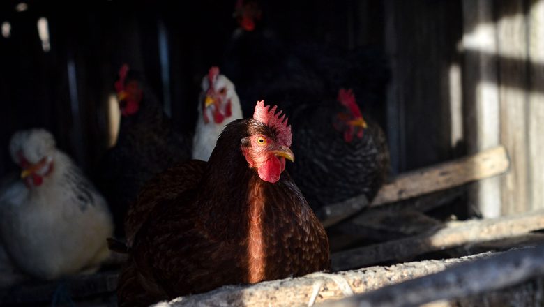 DÍA MUNDIAL DEL HUEVO: PERÚ AVANZA A UN FUTURO SIN JAULAS PARA LAS GALLINAS